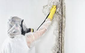 Best Black Mold Removal  in Guntown, MS